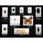 Preview: Insekten - 10 Arten in Acryl