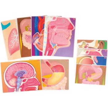 Anschauungskarten - Der menschliche Körper