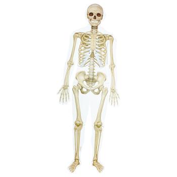 Magnet-Puzzle - Der menschliche Körper