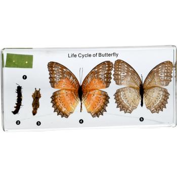 Lebenszyklus des Schmetterlings - in Acryl