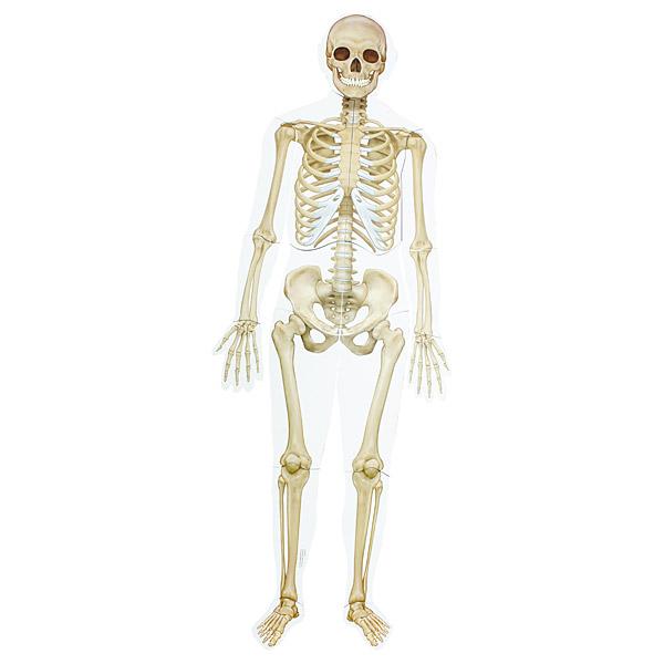 Magnet-Puzzle - Der menschliche Körper