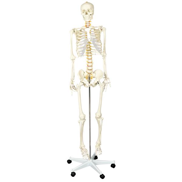 Menschliches Skelett, 170 cm