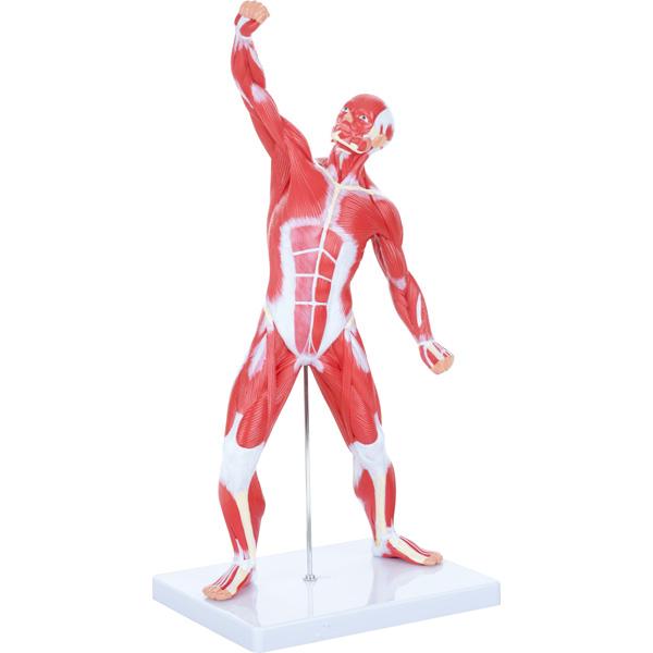 Muskelsystem - Modell, 50 cm