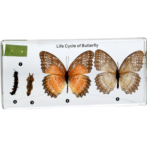Lebenszyklus des Schmetterlings - in Acryl