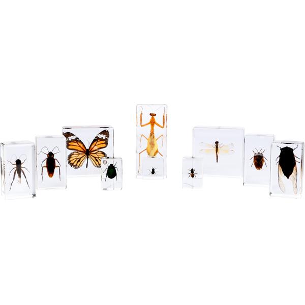 Insekten - 10 Arten in Acryl