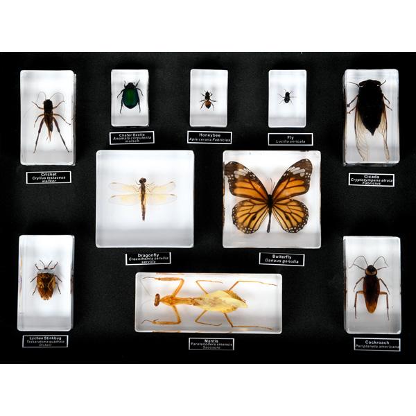 Insekten - 10 Arten in Acryl