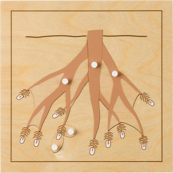 Montessori Botanisches Puzzle, Wurzel
