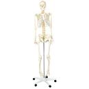 Menschliches Skelett, 170 cm