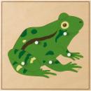 Montessori Tierpuzzle, Frosch